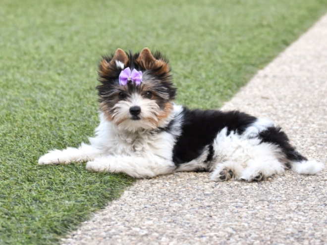 Biewer Terrier Welpe kaufen
