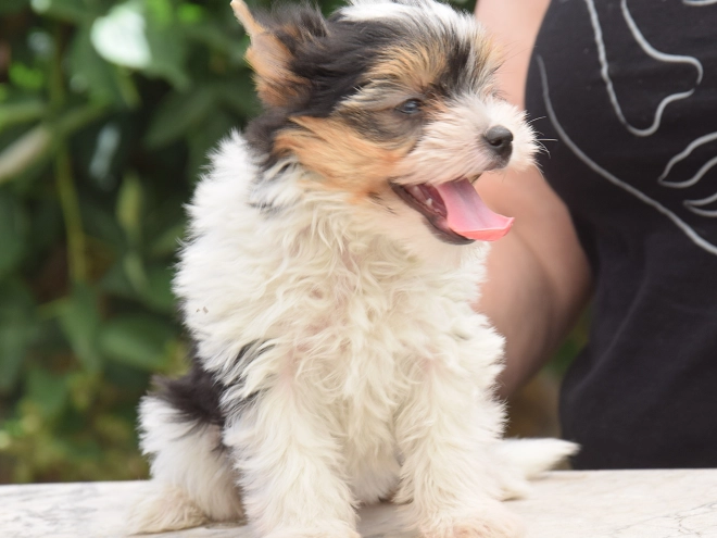 Biewer Terrier Welpe kaufen