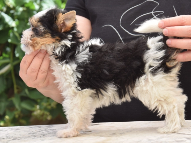 Biewer Terrier Welpe kaufen