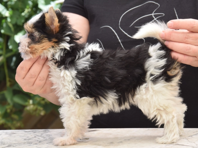 Biewer Terrier Welpe kaufen