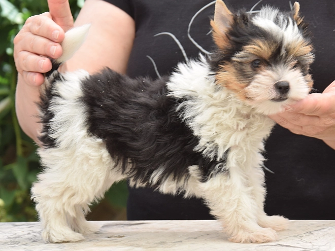 Biewer Terrier Welpe kaufen