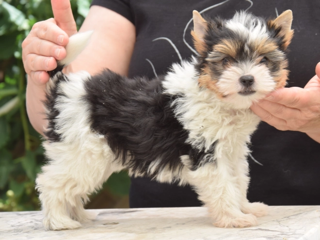 Biewer Terrier Welpe kaufen