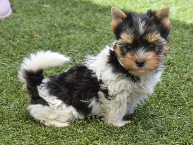 Biewer Terrier Welpe kaufen