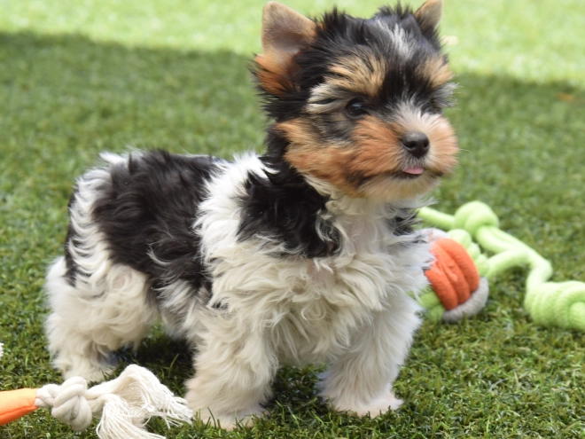 Biewer Terrier Welpe kaufen