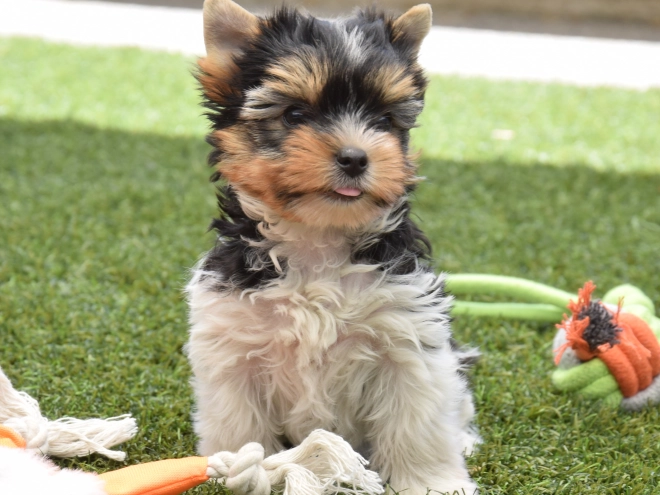 Biewer Terrier Welpe kaufen
