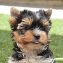 Panda, tricolor Biewer Yorkie for sale