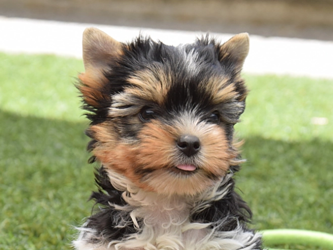 Biewer Terrier Welpe kaufen