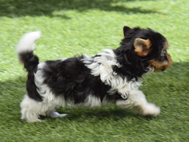 Biewer Terrier Welpe kaufen