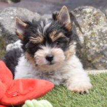 Pierre, tricolor Biewer Terrier Welpen kaufen