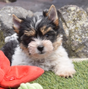 Biewer Yorkie puppy for sale