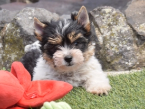 Perros Biewer Yorkie en venta