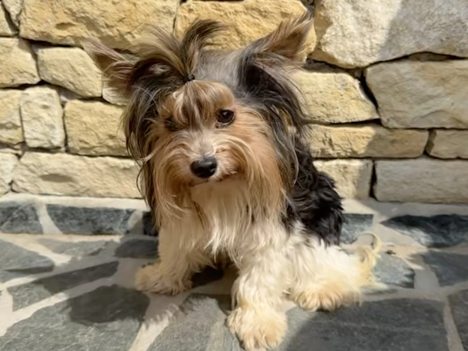 Biewer Terrier Welpe kaufen
