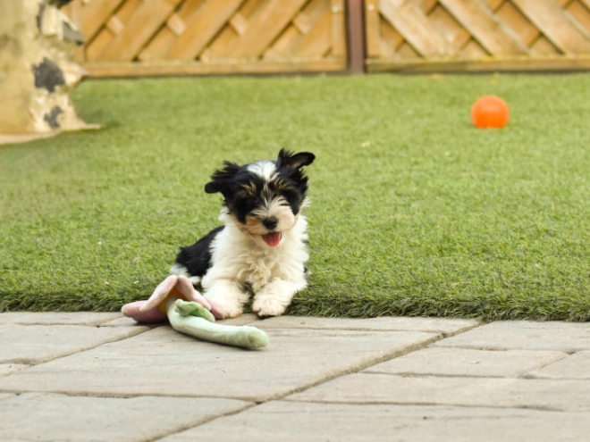 Biewer Terrier Welpe kaufen