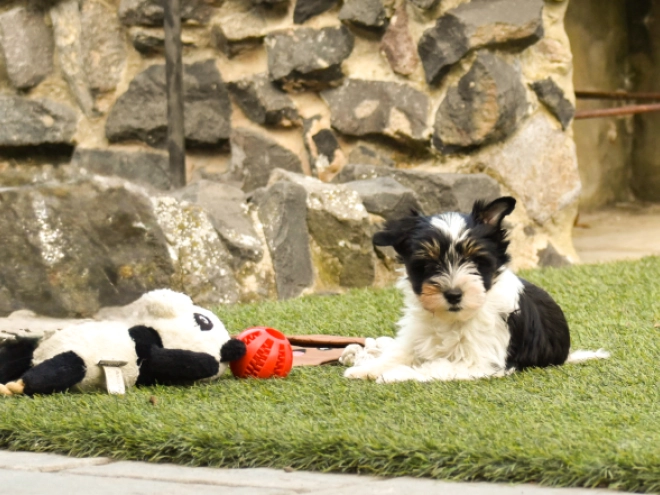 Biewer Terrier Welpe kaufen