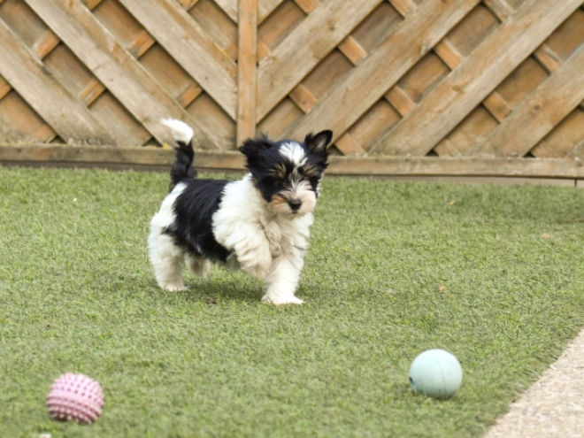 Biewer Terrier Welpe kaufen