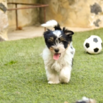 Saba, tricolor Biewer Terrier Welpen kaufen