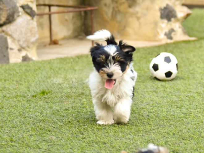 Biewer Terrier Welpe kaufen