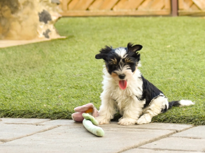 Biewer Terrier Welpe kaufen