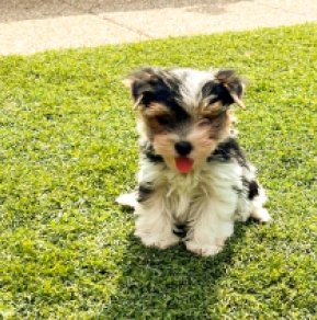 Biewer Terrier Welpe kaufen