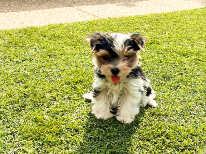 Biewer Terrier Welpe kaufen