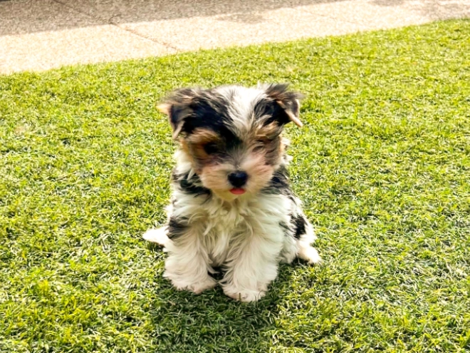 Biewer Terrier Welpe kaufen