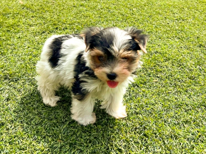 Biewer Terrier Welpe kaufen