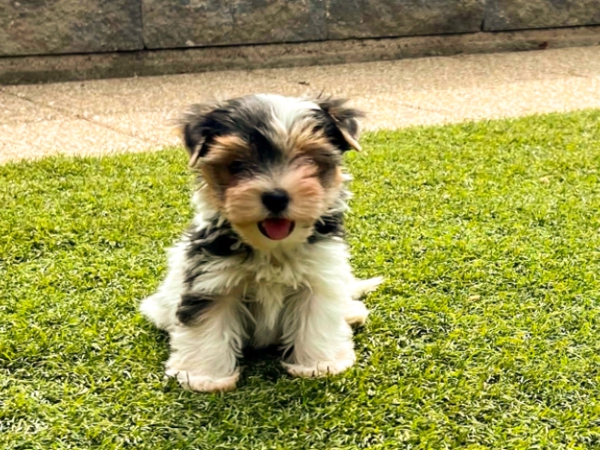 Biewer Terrier Welpe kaufen