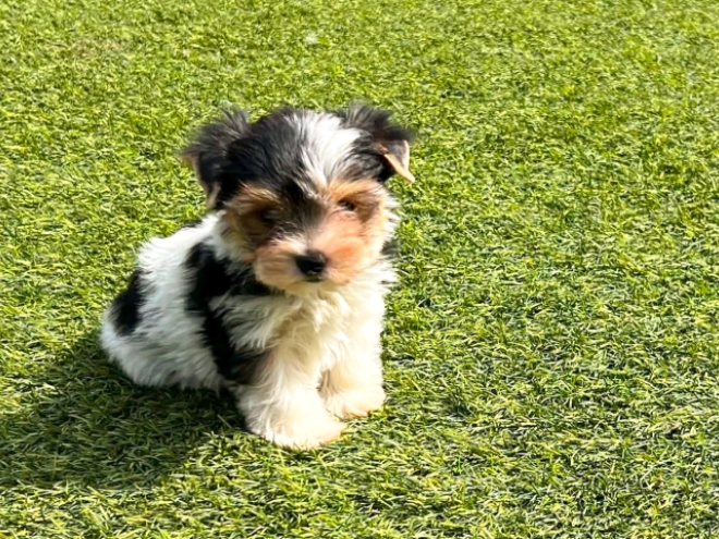 Biewer Terrier Welpe kaufen