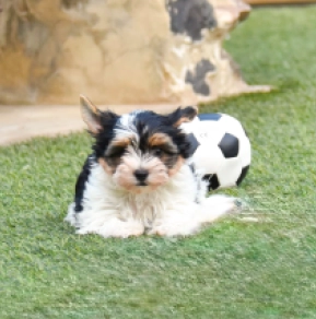 Biewer Terrier Welpe kaufen