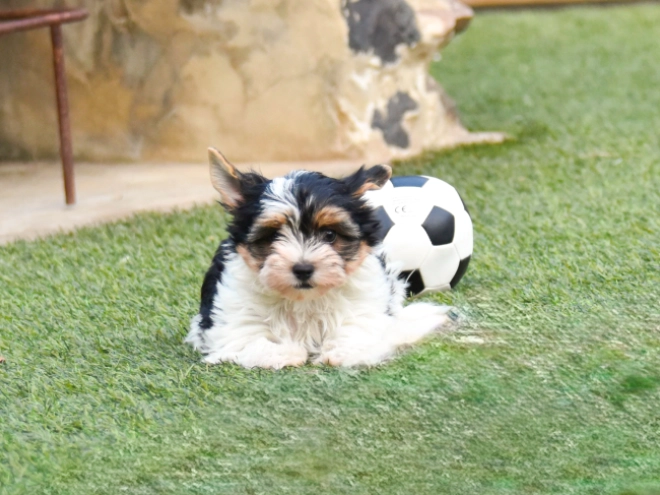 Biewer Terrier Welpe kaufen
