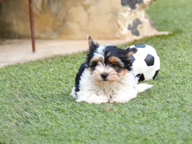 Biewer Terrier Welpe kaufen