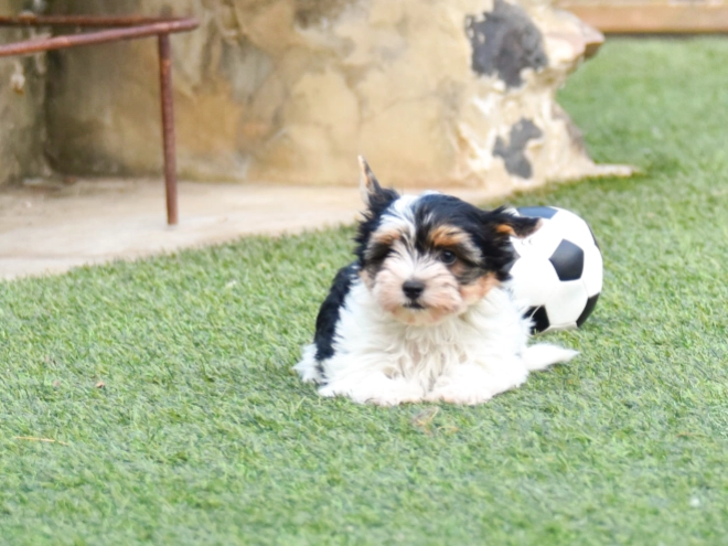 Biewer Terrier Welpe kaufen