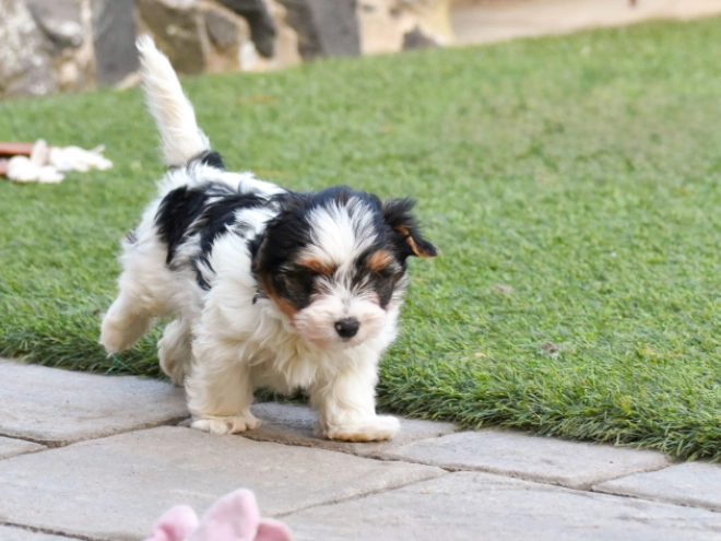 Biewer Terrier Welpe kaufen