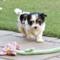Shelby, tricolor Biewer Terrier Welpen kaufen