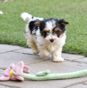 Biewer Terrier Welpe kaufen