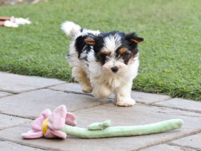 Biewer Terrier Welpe kaufen