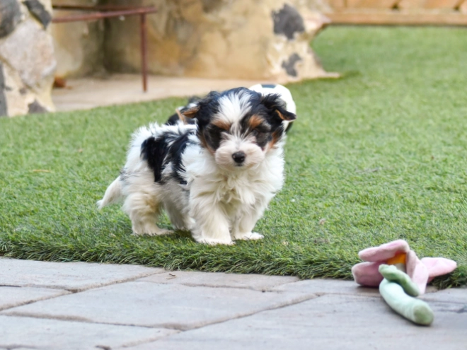 Biewer Terrier Welpe kaufen