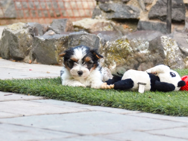 Biewer Terrier Welpe kaufen