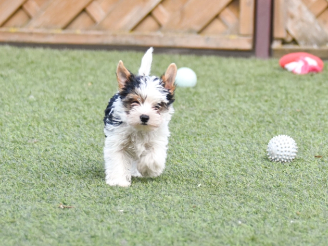 Biewer Terrier Welpe kaufen