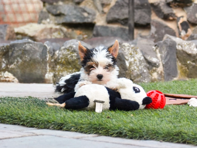 Biewer Terrier Welpe kaufen