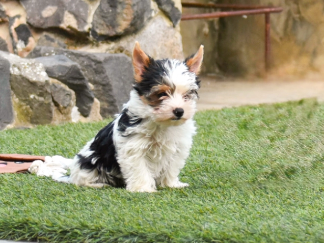 Biewer Terrier Welpe kaufen