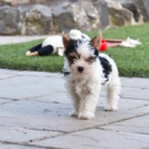Silver, tricolor Biewer Terrier Welpen kaufen