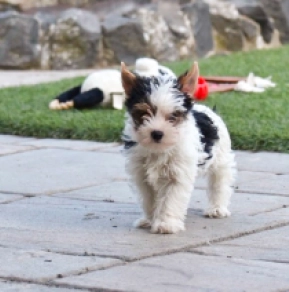 Biewer Terrier Welpe kaufen