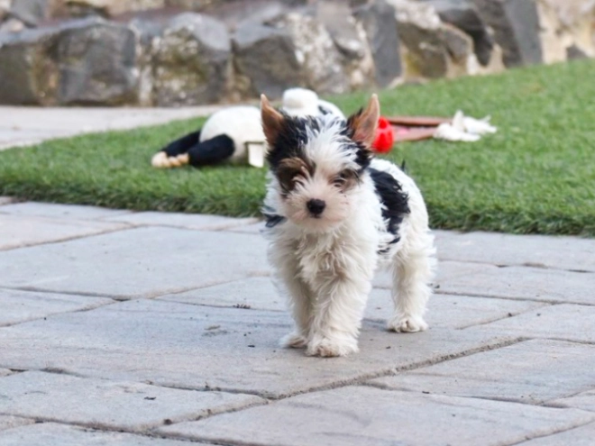 Biewer Terrier Welpe kaufen