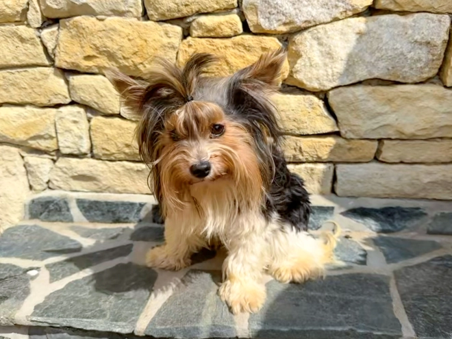 Biewer Terrier Welpe kaufen