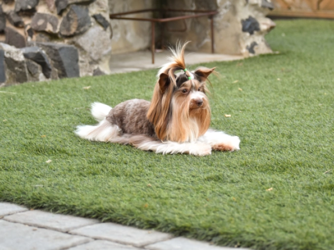 Biewer Terrier Welpe kaufen