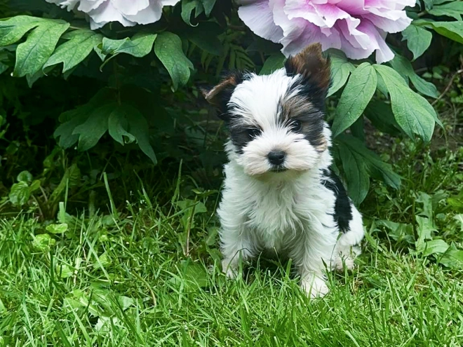 Biewer Terrier Welpe kaufen