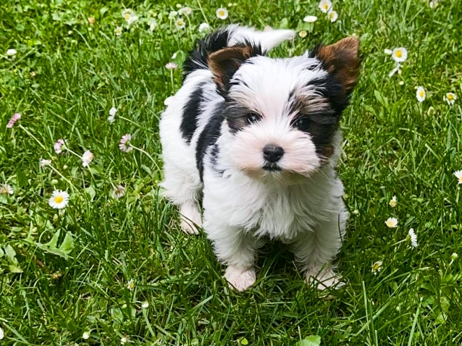 Biewer Terrier Welpe kaufen