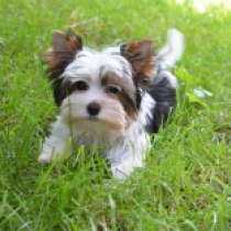 George Smiley, tricolor Biewer Yorkie for sale