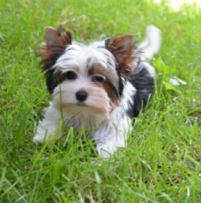 Biewer Terrier Welpe kaufen